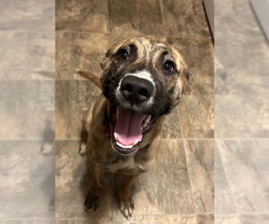 Masti-Bull Dogs for adoption in Minneapolis, MN, USA