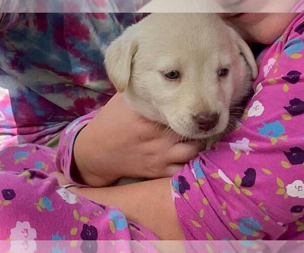 Medium Photo #5 Labrador Retriever Puppy For Sale in WARSAW, OH, USA