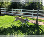 Small Photo #4 Labsky Puppy For Sale in Lake Forest, CA, USA