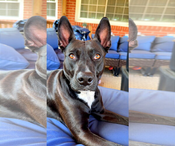 Medium Photo #5 Labrador Retriever-Unknown Mix Puppy For Sale in Holly Springs, NC, USA