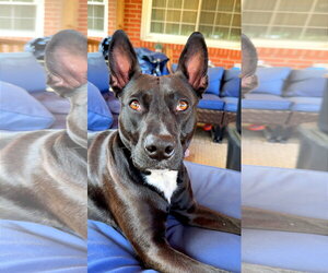 Darla - Female Labrador Retriever-Unknown Mix Dog for Adoption - Photo #5