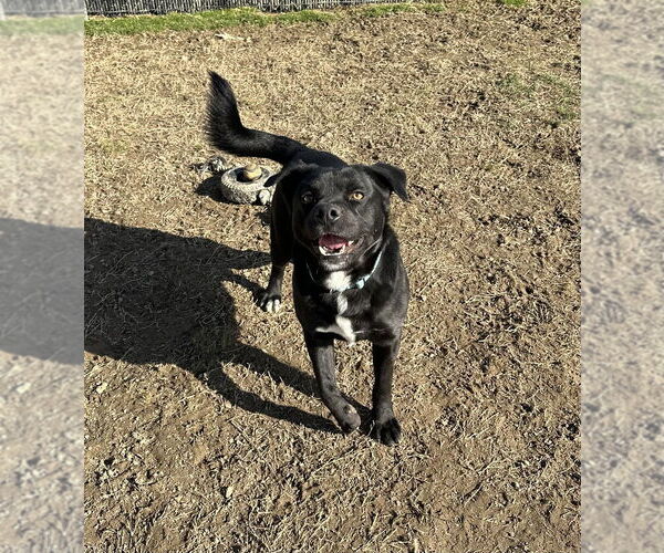 Medium Photo #6 Mutt Puppy For Sale in Evansville, IN, USA