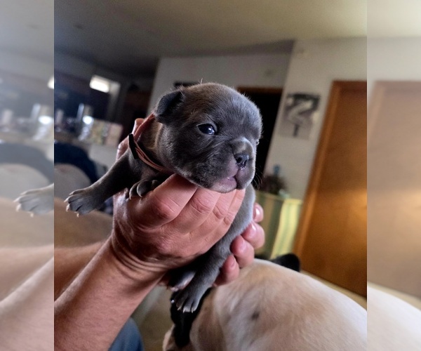 Medium Photo #15 French Bulldog Puppy For Sale in BLANCA, CO, USA