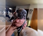 Small #14 French Bulldog