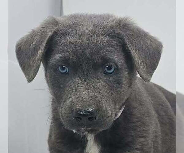 Medium Photo #2 German Shepherd Dog-Unknown Mix Puppy For Sale in Brewster, NY, USA