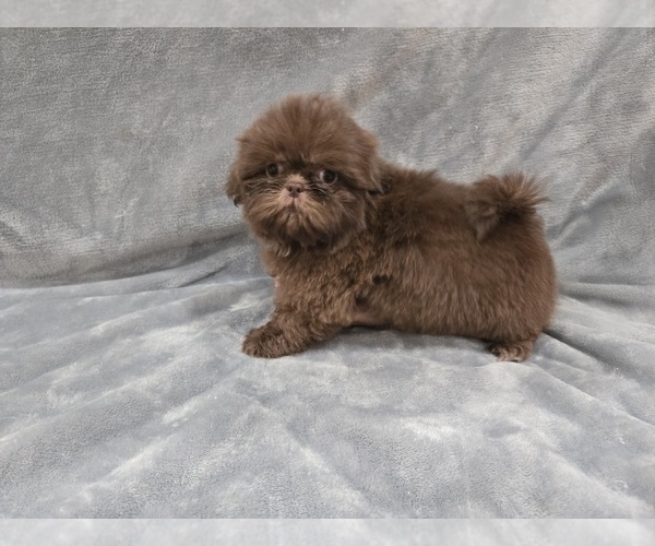 Medium Photo #3 Shih Tzu Puppy For Sale in CARLYLE, IL, USA