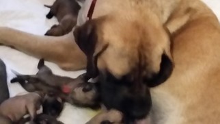 Mother of the Mastiff puppies born on 07/29/2018