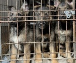 Puppy Mr Baby Australian Cattle Dog-German Shepherd Dog Mix