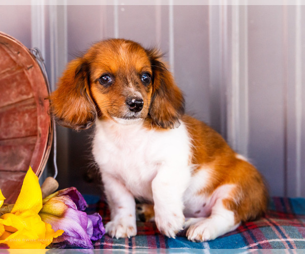 Medium Photo #41 Dachshund Puppy For Sale in WAKARUSA, IN, USA