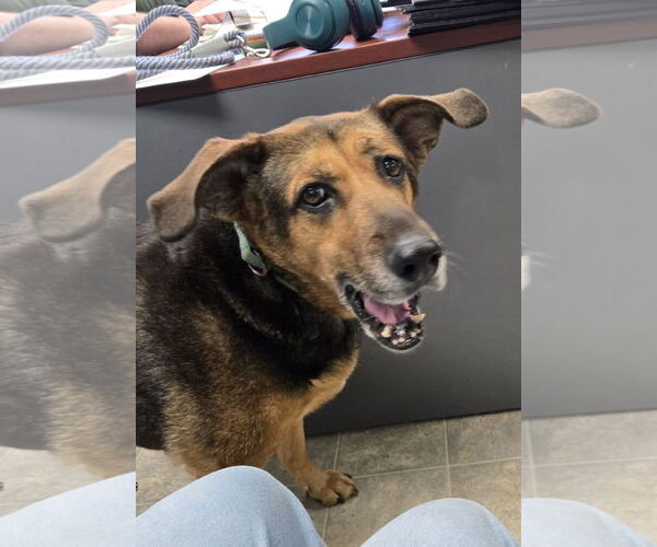 Medium Photo #6 German Shepherd Dog-Unknown Mix Puppy For Sale in Rustburg, VA, USA