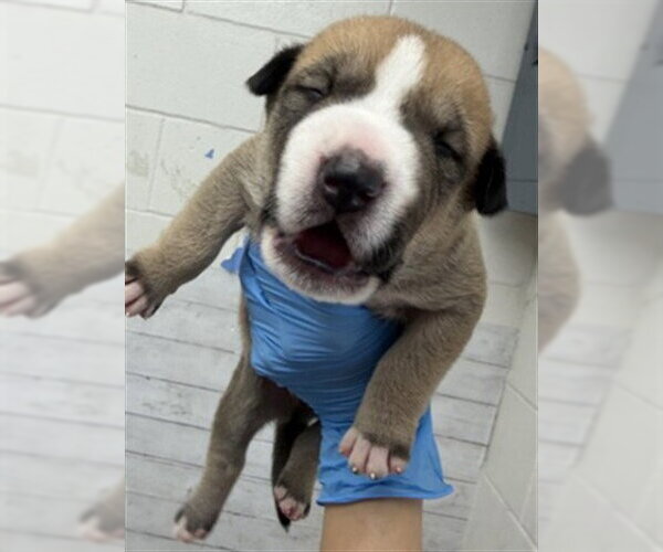 Medium Photo #2 Mutt Puppy For Sale in San Bernardino, CA, USA