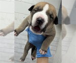 Small #1 Mutt
