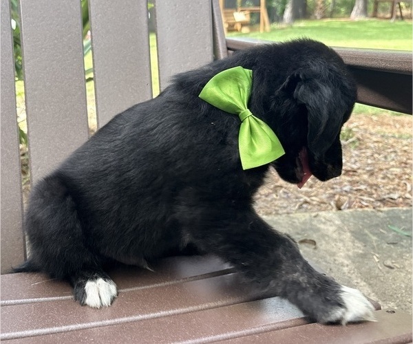 Medium Photo #27 Gollie Puppy For Sale in SANTA ROSA BEACH, FL, USA