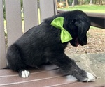 Small Photo #27 Gollie Puppy For Sale in SANTA ROSA BEACH, FL, USA