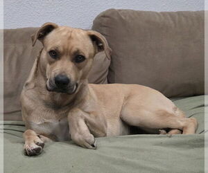 Labrador Retriever-Unknown Mix Dogs for adoption in San Jose, CA, USA