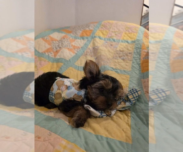 Medium Photo #3 Yorkshire Terrier Puppy For Sale in BONNERDALE, AR, USA