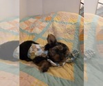 Small #2 Yorkshire Terrier