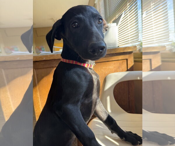 Medium Photo #5 Shepradors Puppy For Sale in Williamsburg, NM, USA
