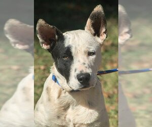 Bull Terrier-Dalmatian Mix Dogs for adoption in Norman, OK, USA