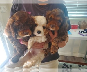Cocker Spaniel Puppy for sale in MESA, AZ, USA
