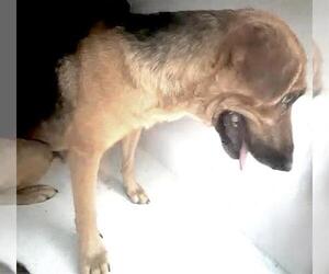 Mutt Dogs for adoption in Houston, TX, USA
