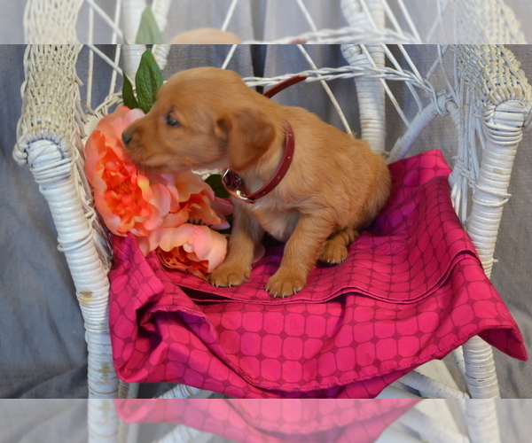 Medium Photo #2 Golden Retriever Puppy For Sale in OWEN, WI, USA