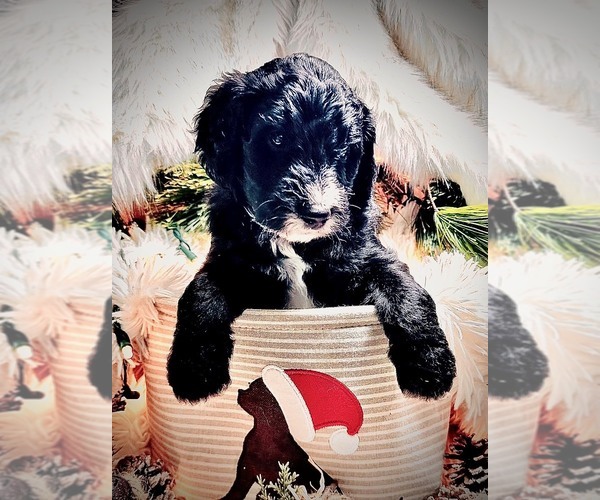 Medium Photo #20 Sheepadoodle Puppy For Sale in BUFFALO, MN, USA