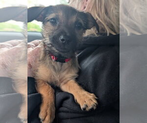 Brillit - Female Chihuahua-Unknown Mix Dog for Adoption - Photo #2