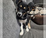 Small #3 Australian Shepherd Mix