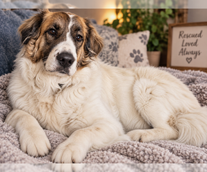 Ruby Pyr - Female Pyrenees Border Collie Dog for Adoption - Photo #3