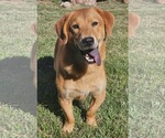 Small #2 Basset Retriever