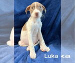 Small #3 Labrador Retriever Mix