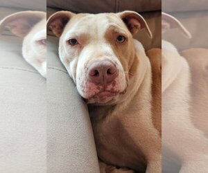 American Pit Bull Terrier Dogs for adoption in Rockaway, NJ, USA