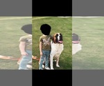 Small Photo #1 American Mastiff-Saint Bernard Mix Puppy For Sale in HATCH, NM, USA