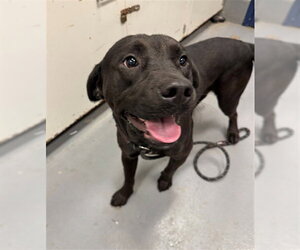 Labrador Retriever-Unknown Mix Dogs for adoption in Peoria, IL, USA