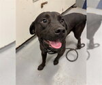 PRESTON - Male Labrador Retriever-Unknown Mix Dog for Adoption - Small photo