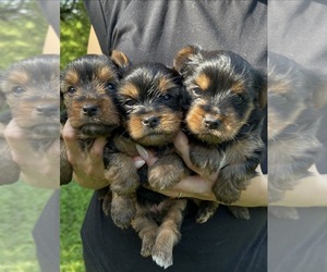 Yorkshire Terrier Puppy for sale in DES PLAINES, IL, USA