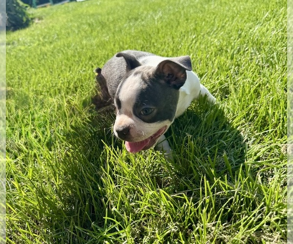 Medium Photo #2 Boston Terrier Puppy For Sale in BREMEN, IN, USA