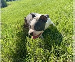 Small #1 Boston Terrier