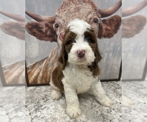 Poodle (Miniature)-Springerdoodle Mix Puppy for sale in CLINTON, AR, USA
