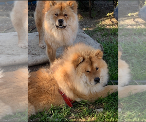 Father of the Chow Chow puppies born on 03/20/2024