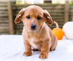 Puppy Sadie Dorgi