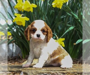Cavalier King Charles Spaniel Puppy for sale in GORDONVILLE, PA, USA