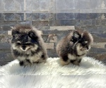 Small #3 Pomeranian