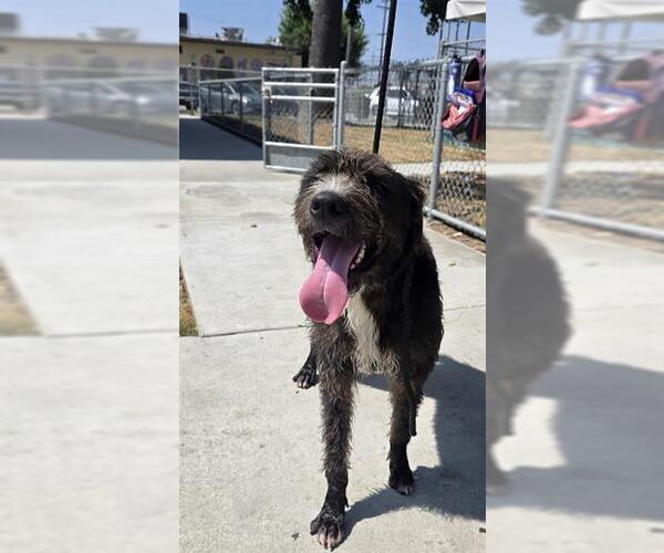Medium Photo #1 Mutt Puppy For Sale in Downey, CA, USA