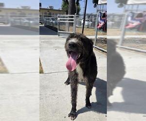 Mutt Dogs for adoption in Downey, CA, USA