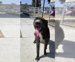 TERRY - Male Mutt Dog for Adoption - Small photo