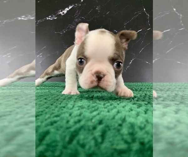 Medium Photo #1 Boston Terrier Puppy For Sale in TULARE, CA, USA