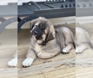 Caucasian Shepherd Dog Puppy for sale in AKELEY, MN, USA