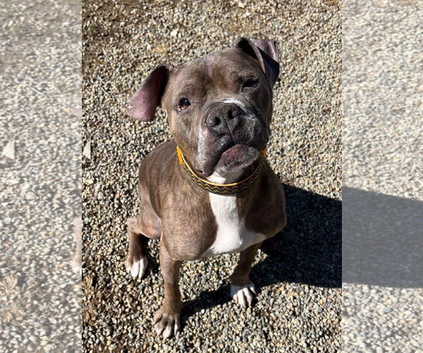 Medium Photo #16 Boxer-Unknown Mix Puppy For Sale in Germantown, OH, USA